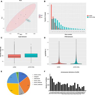 Novel Long Non-coding RNA Expression Profile of Peripheral Blood Mononuclear Cells Reveals Potential Biomarkers and Regulatory Mechanisms in Systemic Lupus Erythematosus